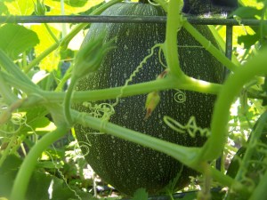 100_2647 West Back Gardens