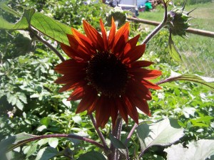 100_2656 West Back Gardens