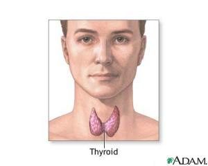 thyroid